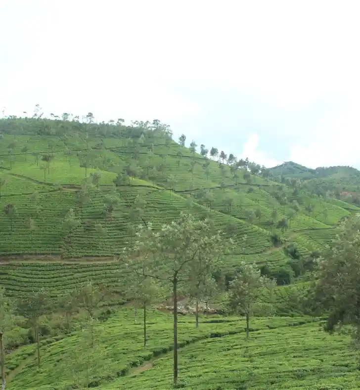Old plantation town of Vandiperiyar